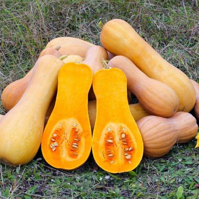 Тыква Мускатная Жемчужина фото