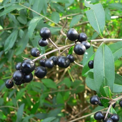 Бирючина обыкновенная, С3 Бирючина обыкновенная, С3 - Dolina-Sad.Ru